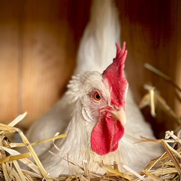 Pasture Raised Eggs