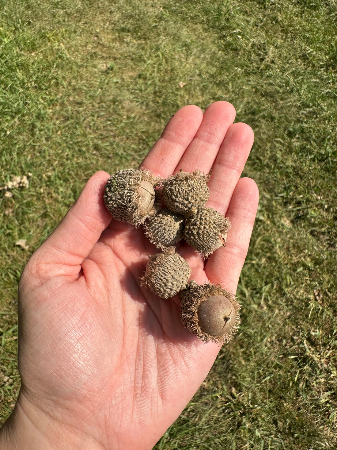 The Oak Trees That Feed Our Farm: A Story 150 Years in the Making