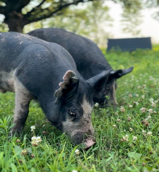 Rethinking Iowa Pork