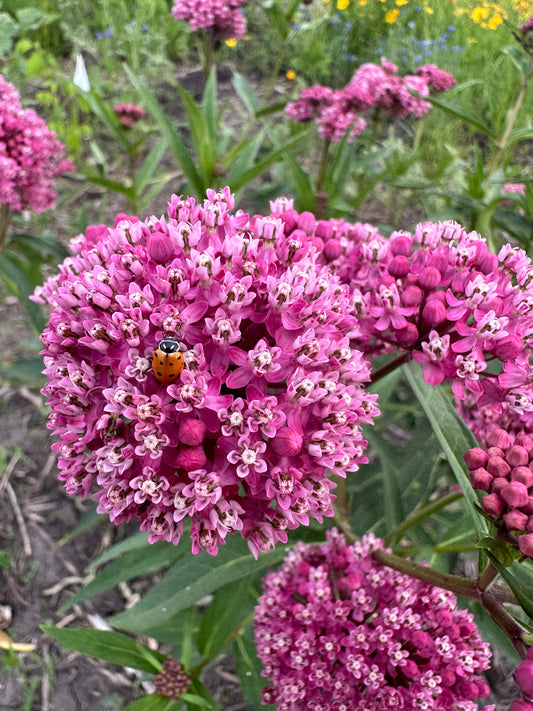 Native Plants of Iowa