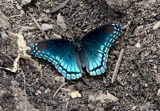 Finding Encouragement in the Garden: A Butterfly’s Message for Regenerative Farmers