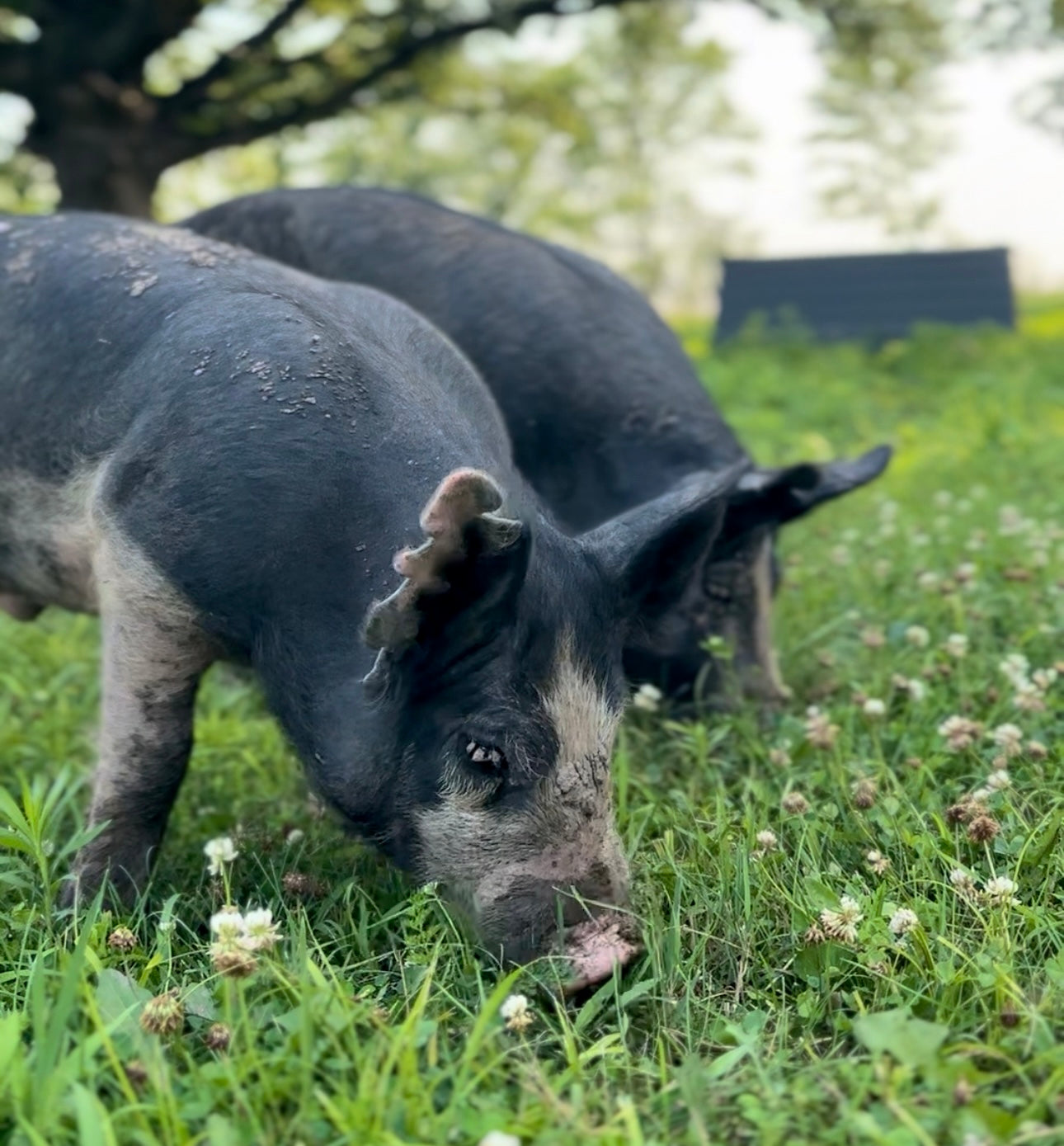 Heritage Pork Cuts *Coming Fall 2026*