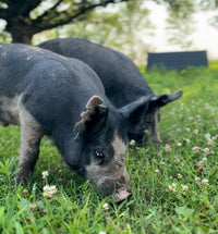 Heritage Pork Cuts *Coming Fall 2026*