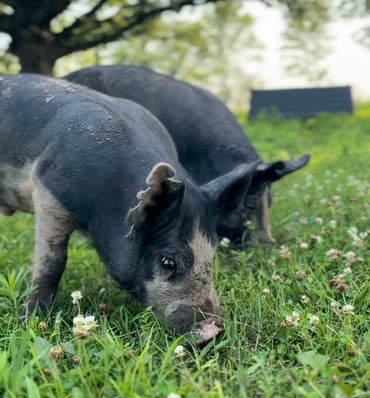 Heritage Pork Cuts *Coming Fall 2026*
