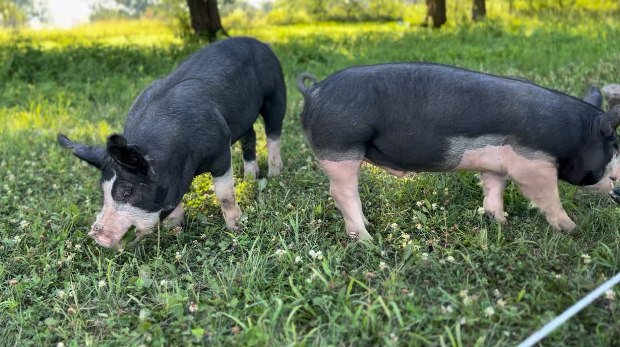 Heritage Pork Cuts *Coming Fall 2026*