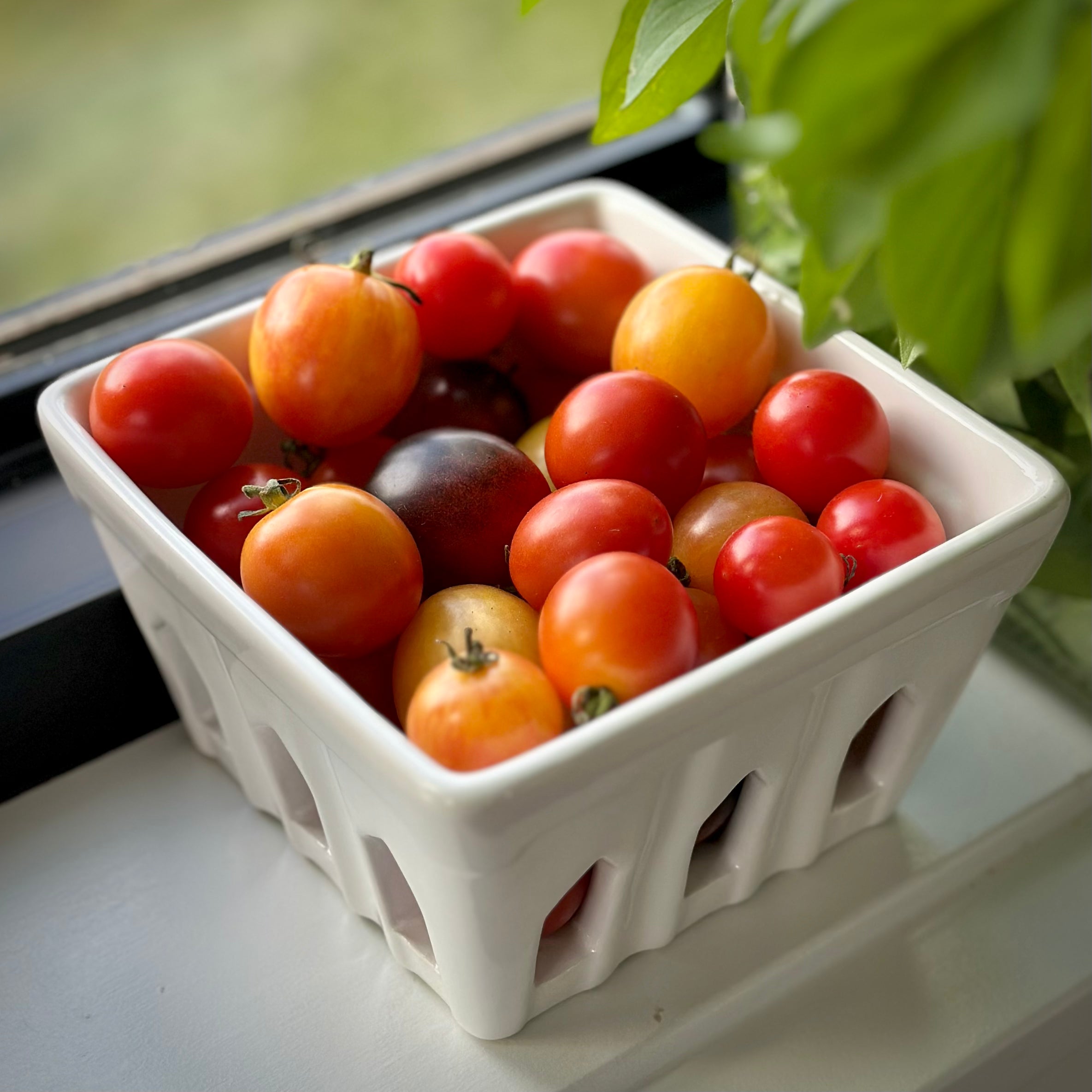 Cherry Tomatoes